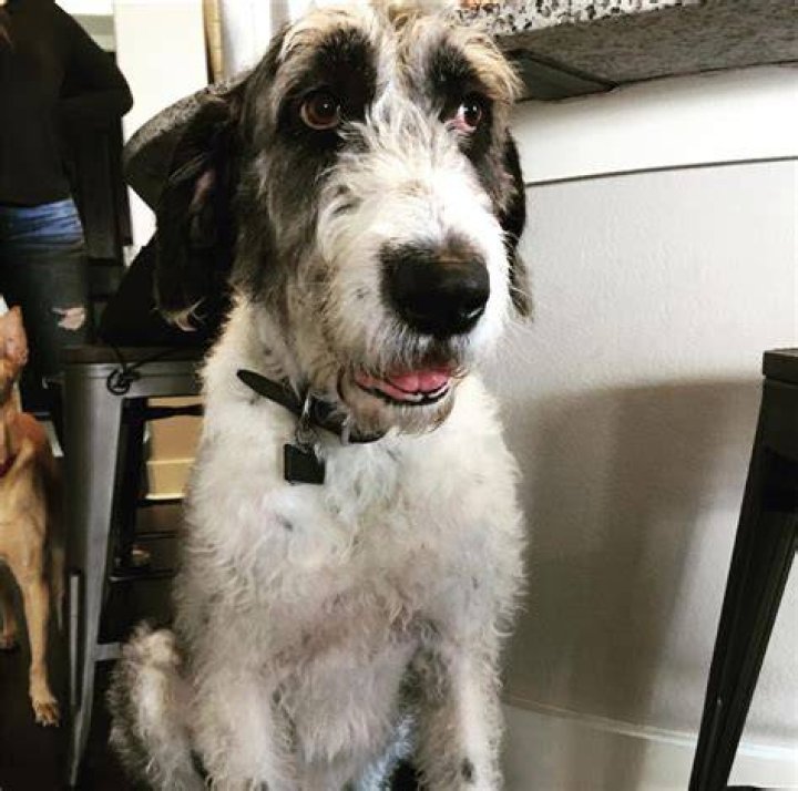 33 Poodles Mixed With Great Dane The Paws
