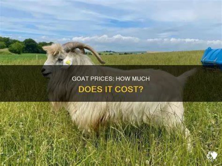 How Much Does a Goat Cost Right Now? (2023) Mranimal Farm