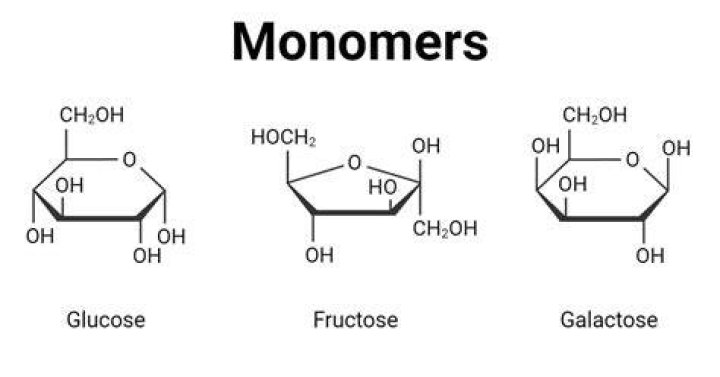 What are the monomers of the nucleic acid polymers deoxyribonucleic